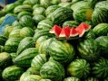 漳州网红思诺吃瓜,揭秘网络红人的幕后故事